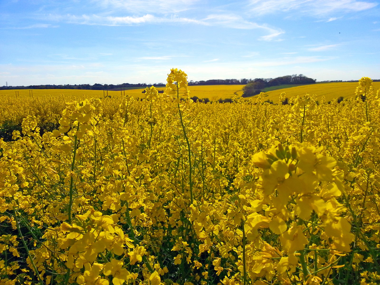 a field full of yellow flowers on a sunny day