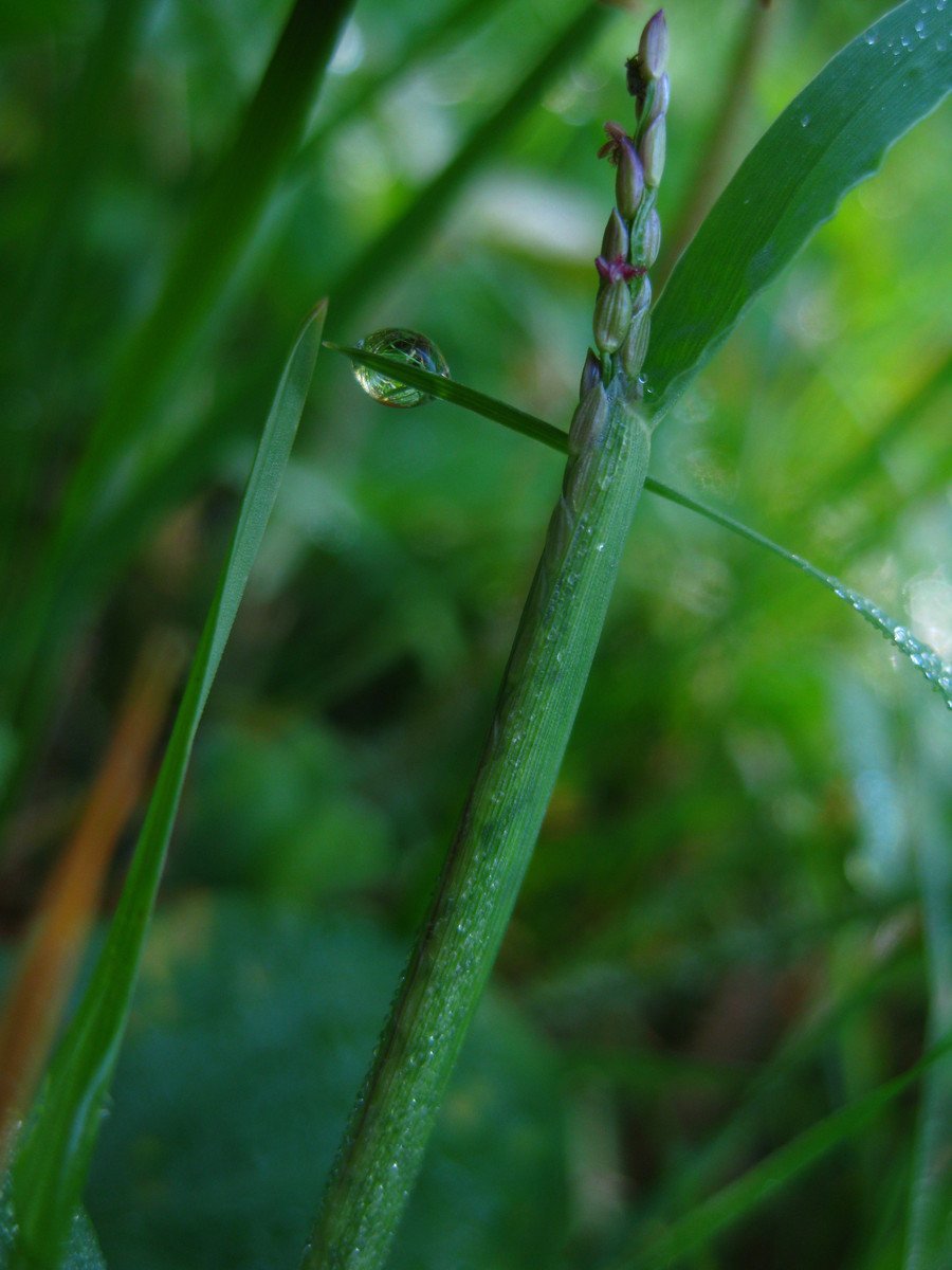 a long green leaf with small buds on it