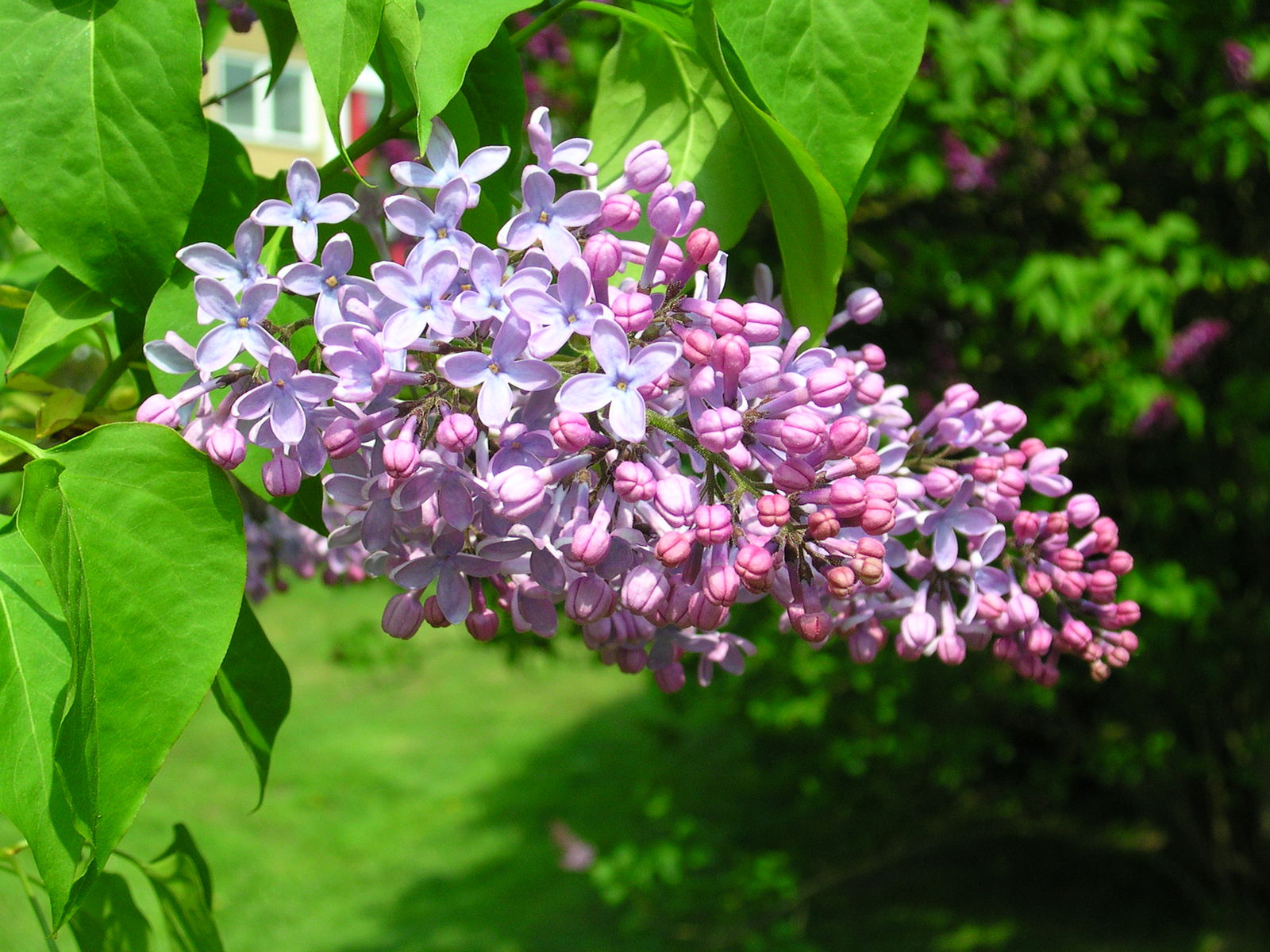 the nch of a lilacs bush with leaves