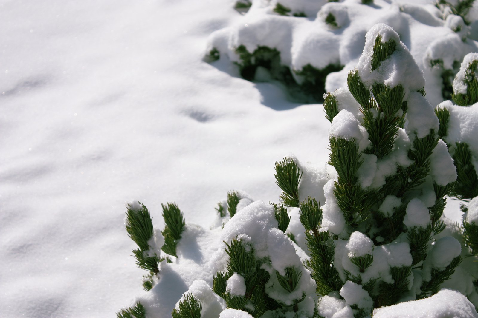 a picture of some bushes covered in snow