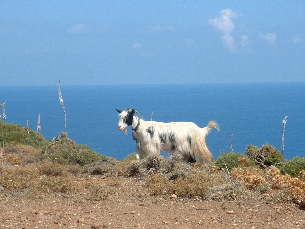 a goat on a hill near the water