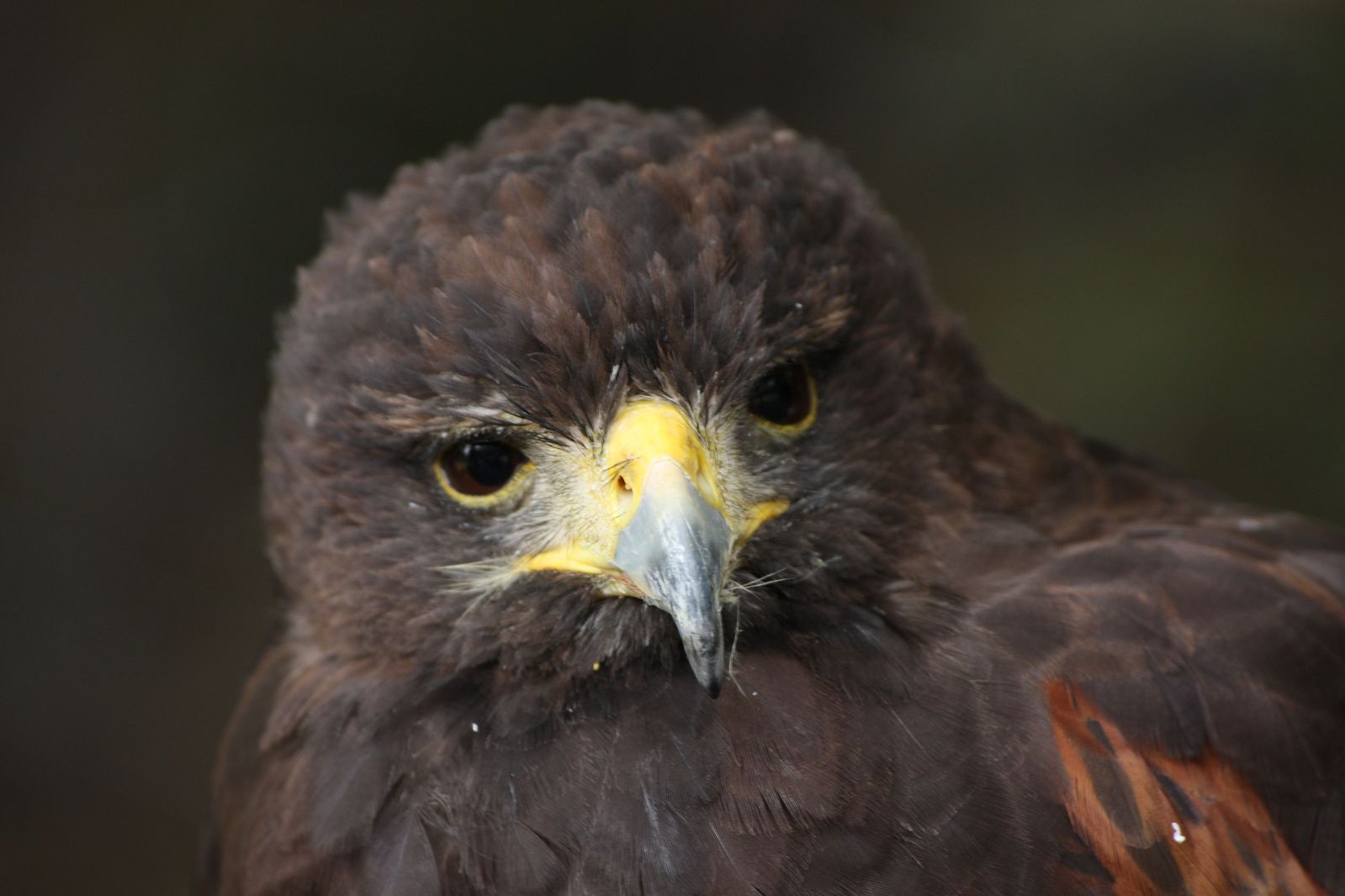 a brown and yellow hawk stares into the camera