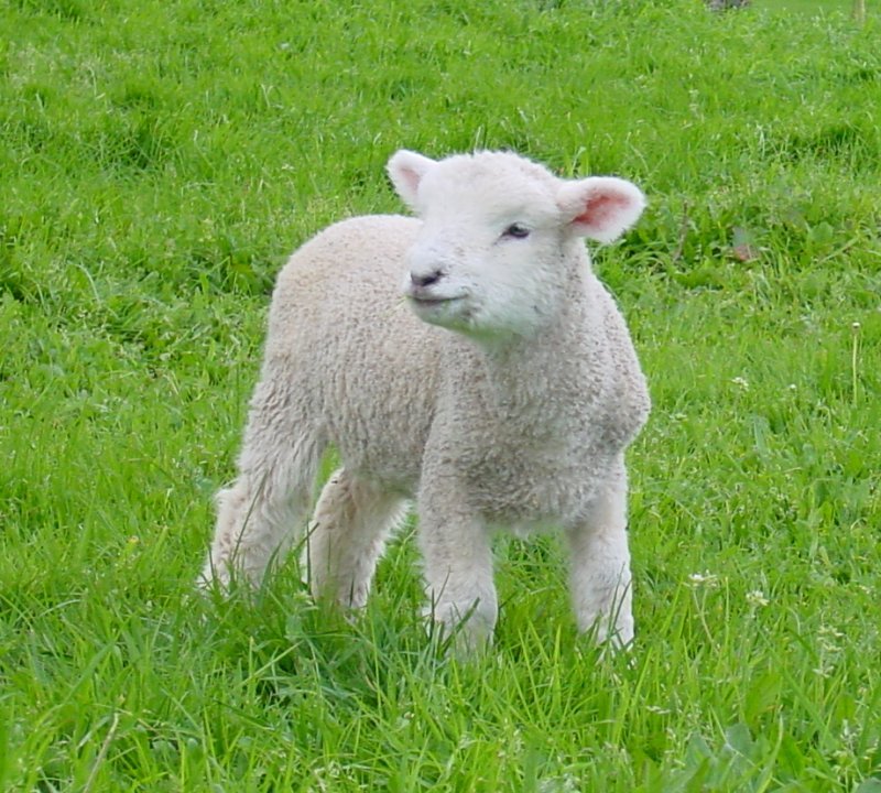 a baby sheep is standing in the middle of a green field