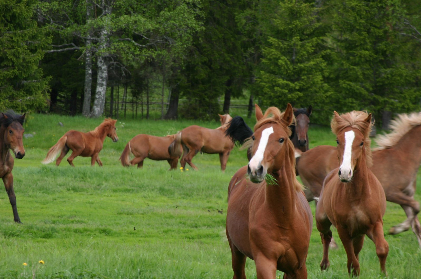 the horses are running in the grass in the field