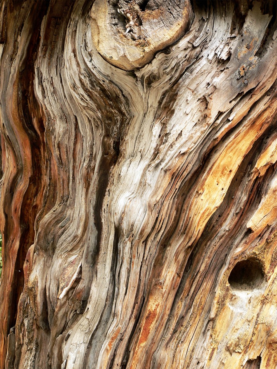 a very old, twisted tree with moss growing on it