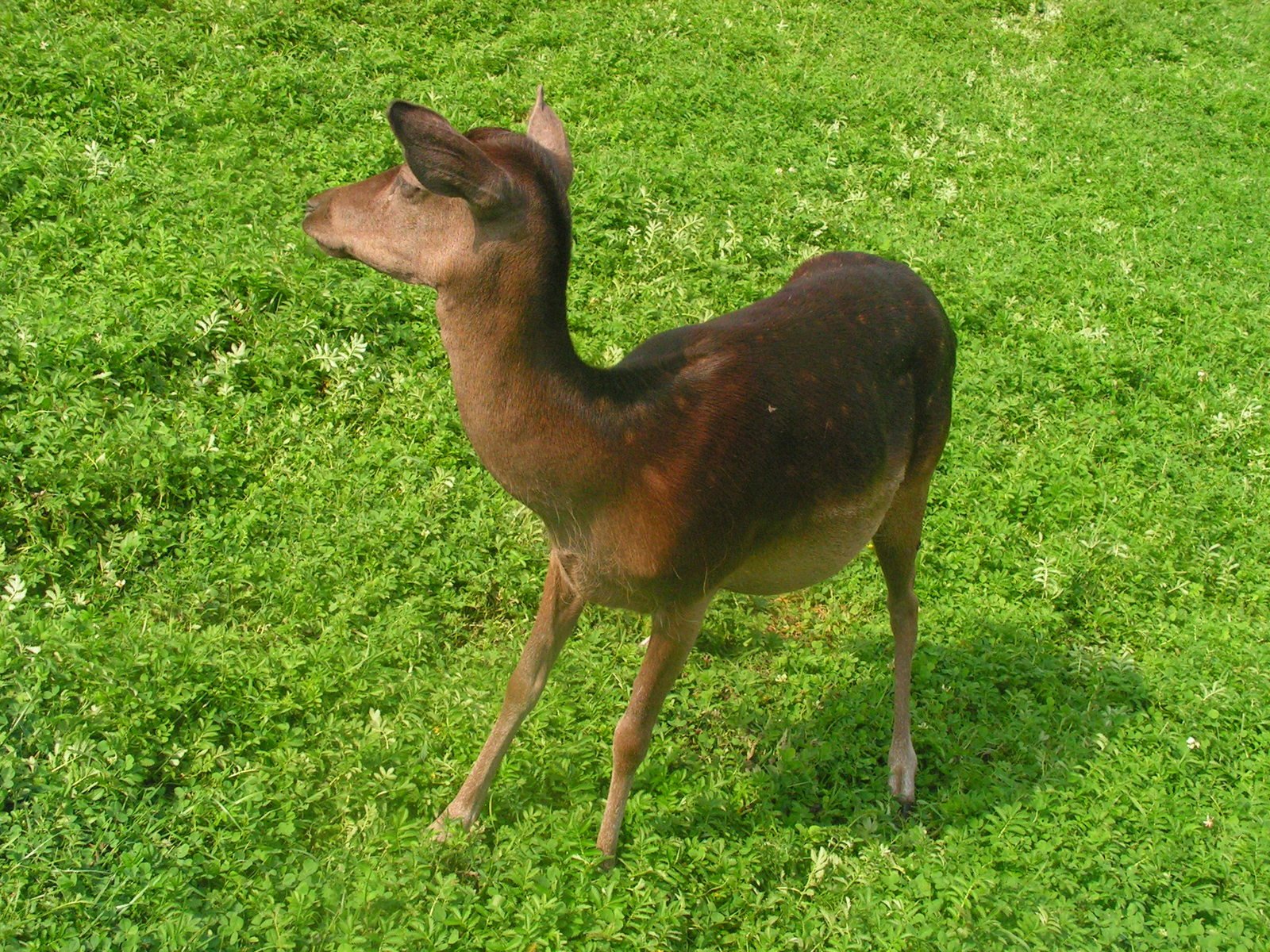 a young black brown and white deer standing on a grass covered field