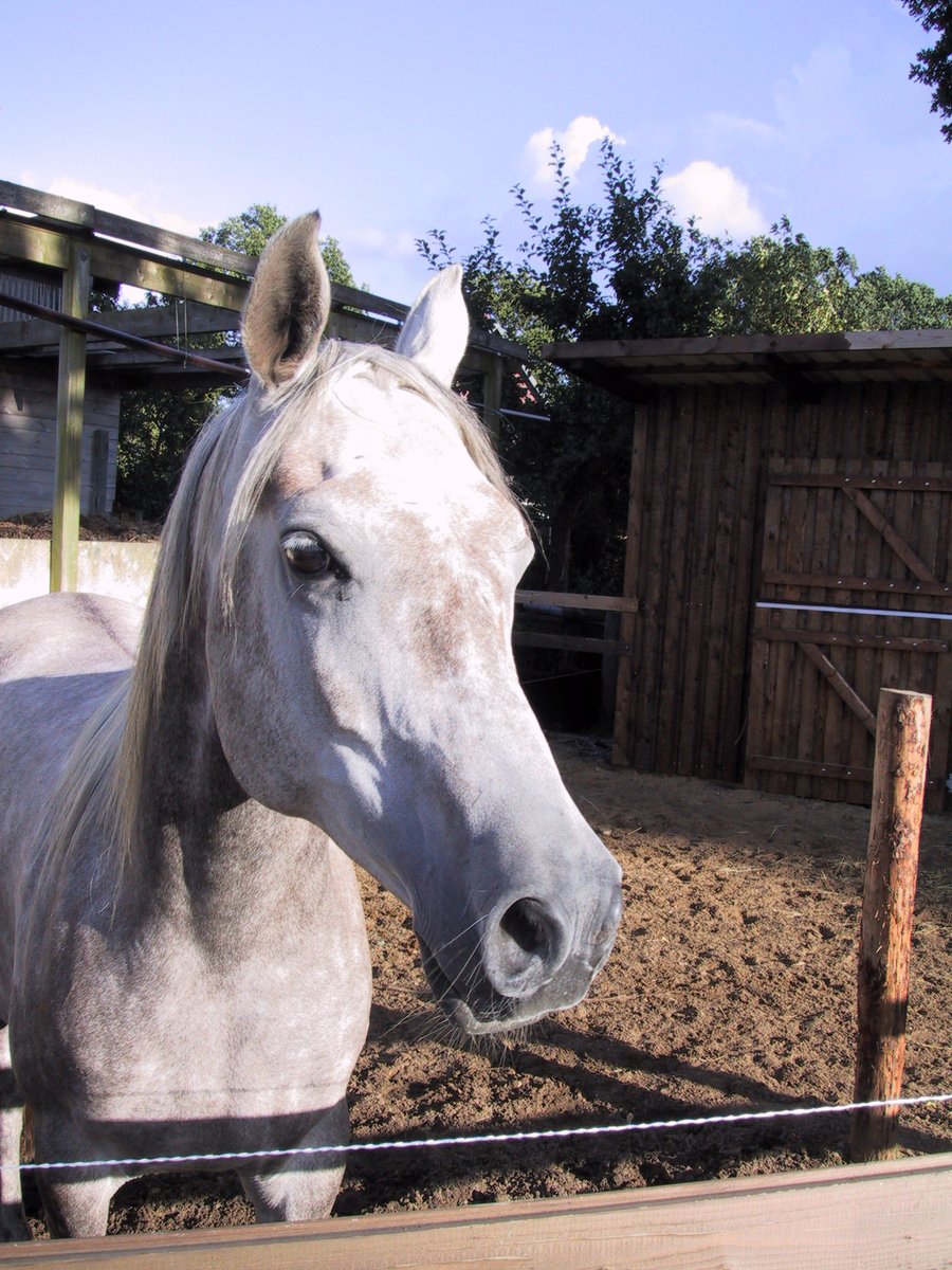the head and shoulders of a light - colored horse in an enclosure