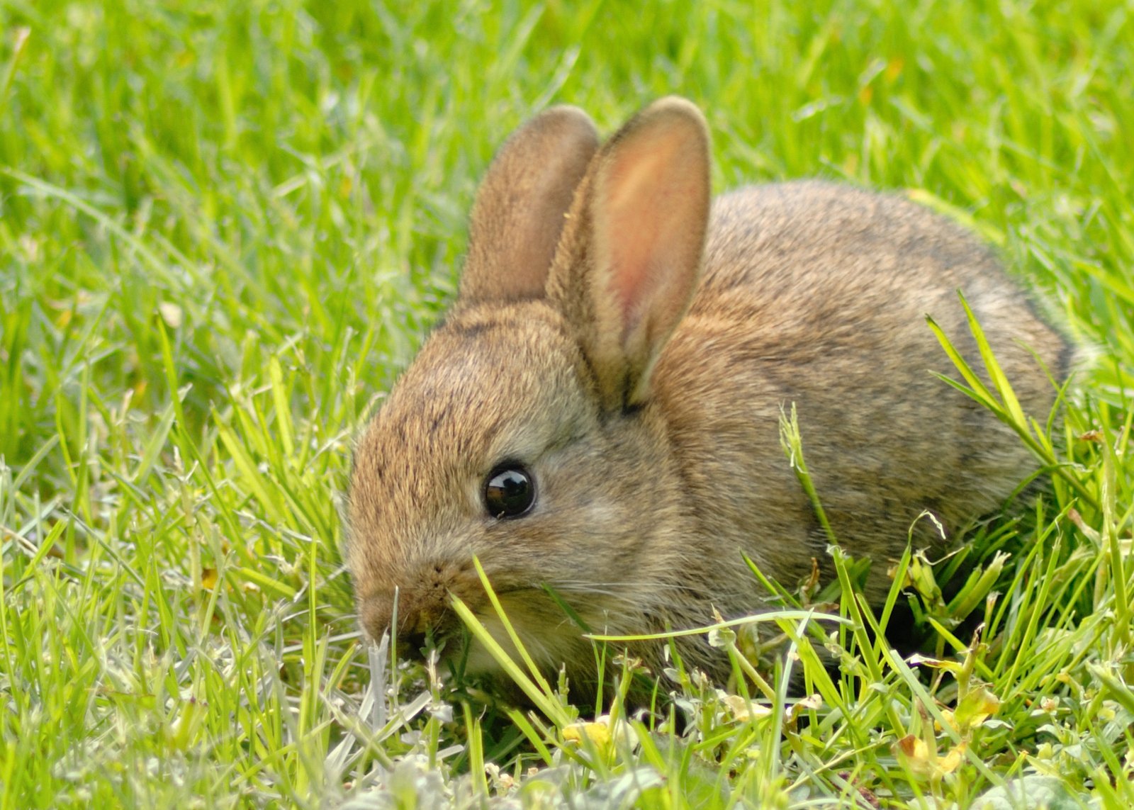 a small rabbit sitting on top of green grass