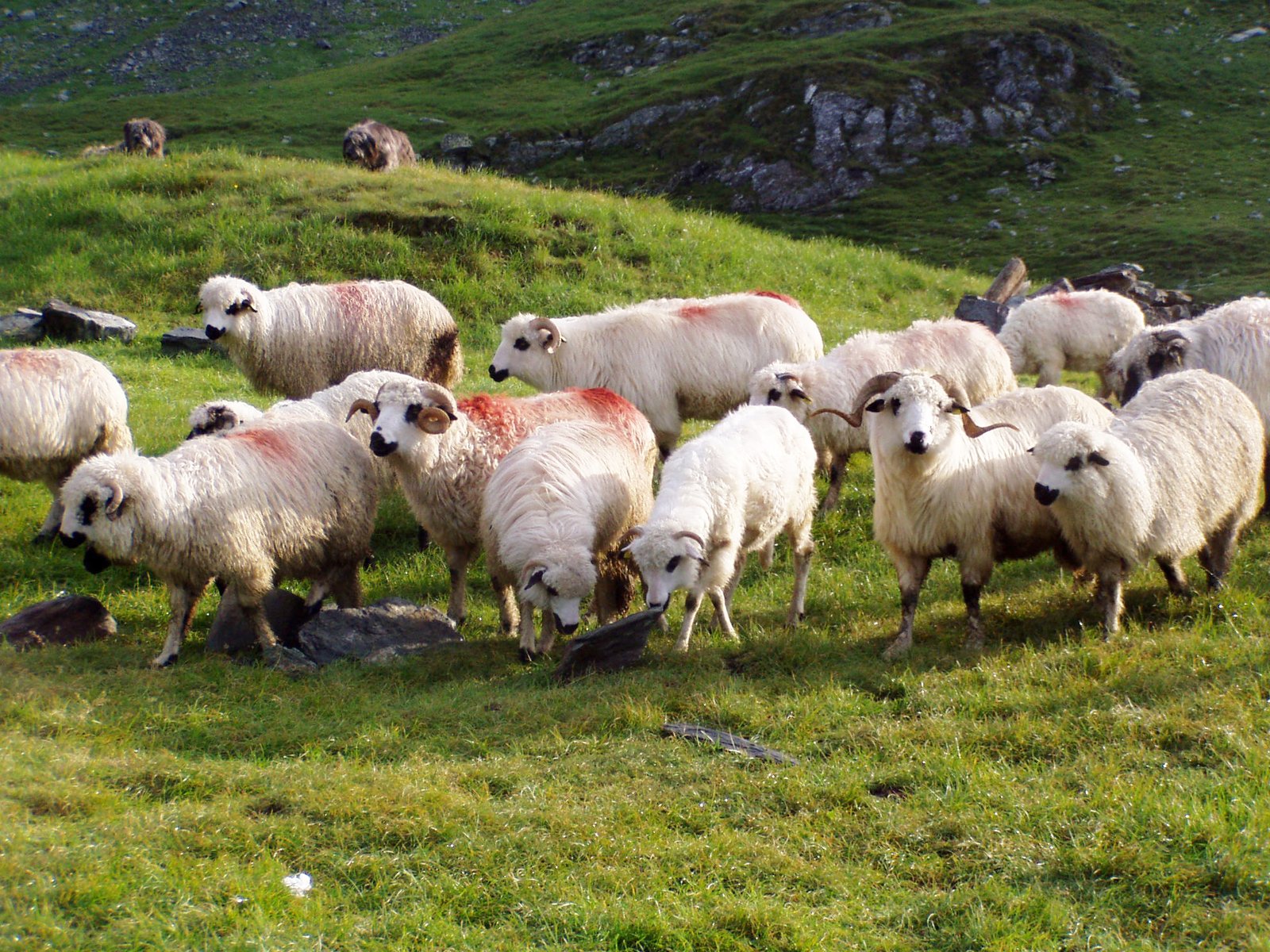 a flock of sheep standing on top of a lush green field