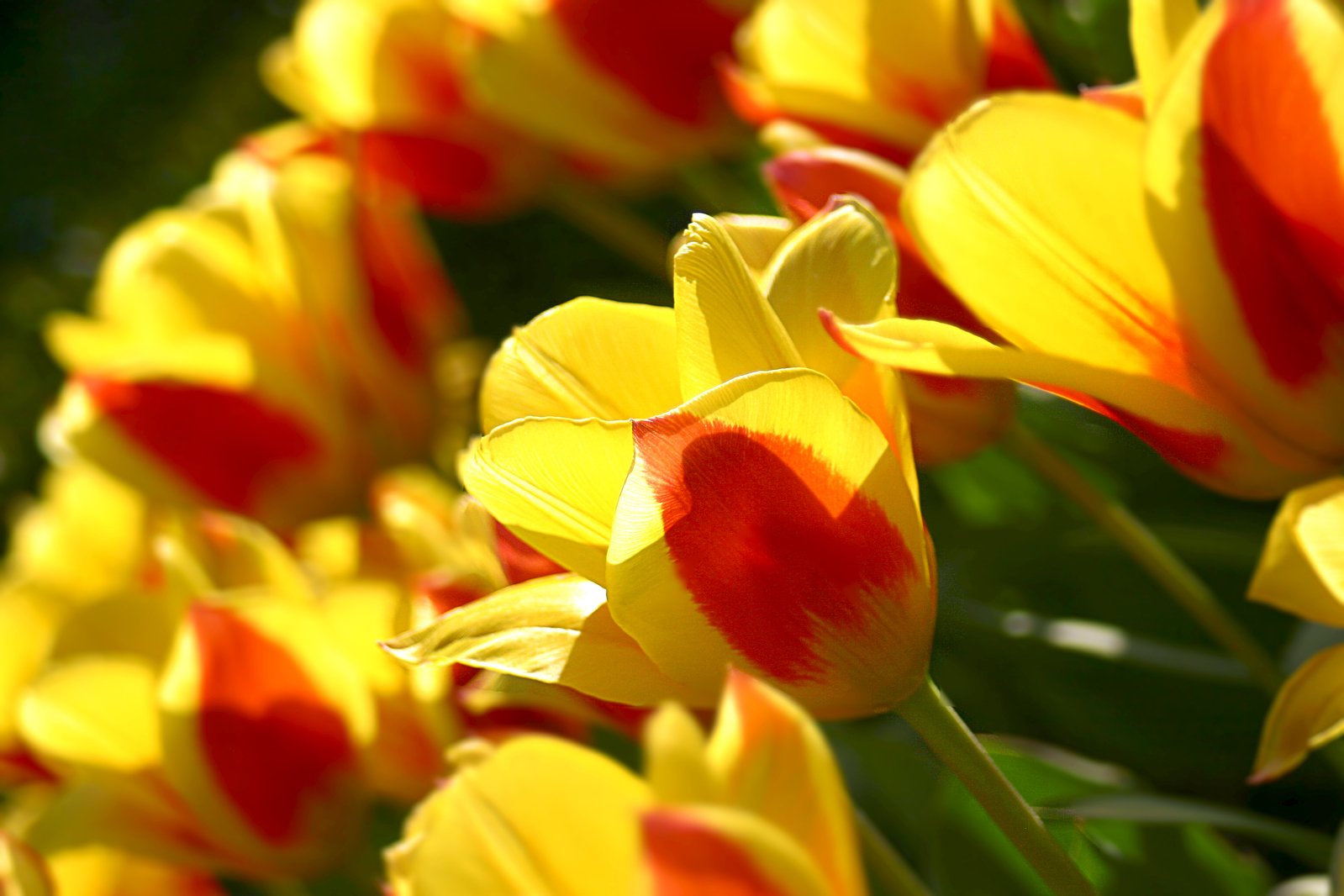 yellow and red flowers growing outside in the sun