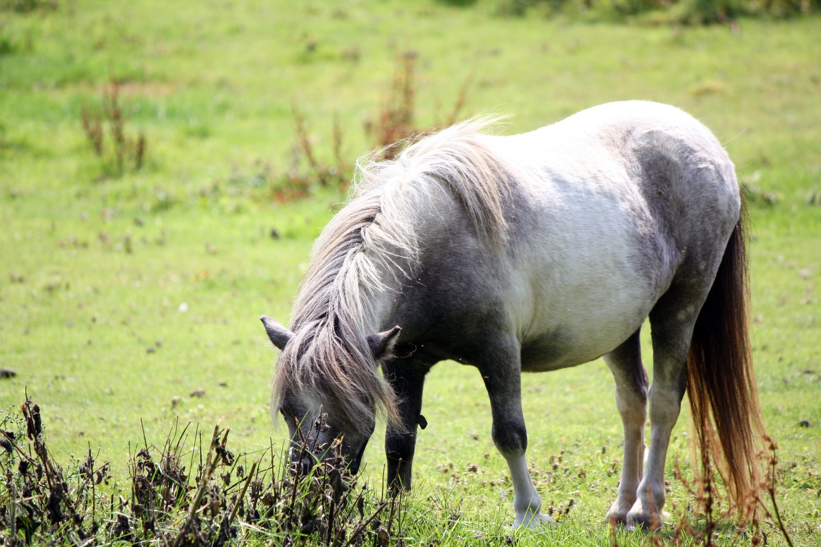 a white horse is grazing in a green field