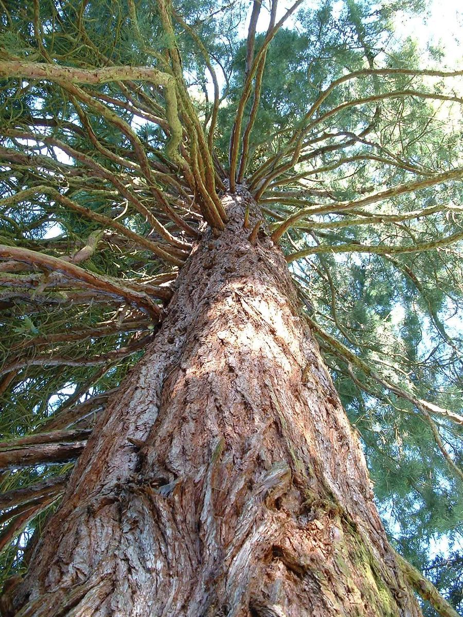 looking up the top of an evergreen tree