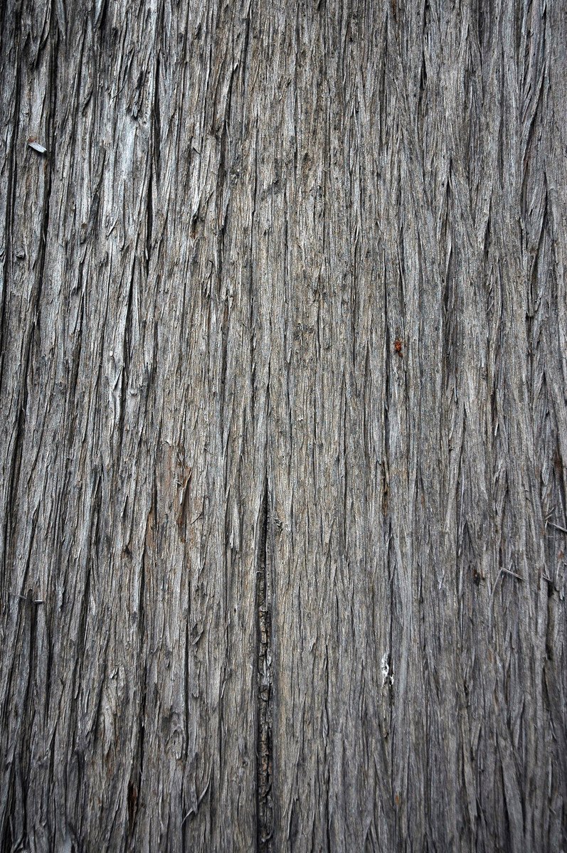 a tree has a wood like structure that looks like wood