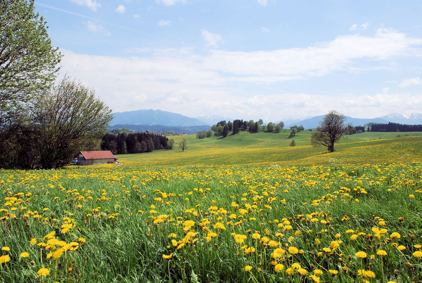 a field with yellow flowers and a house in the distance