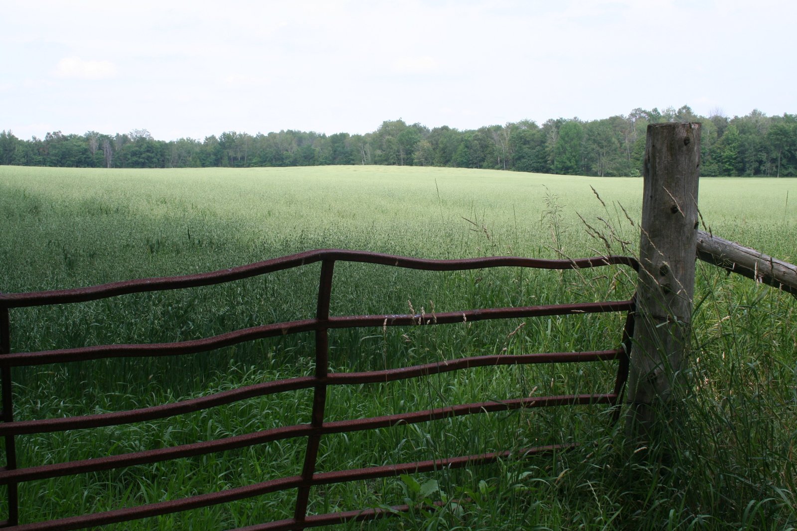 a fence in front of a green field with trees