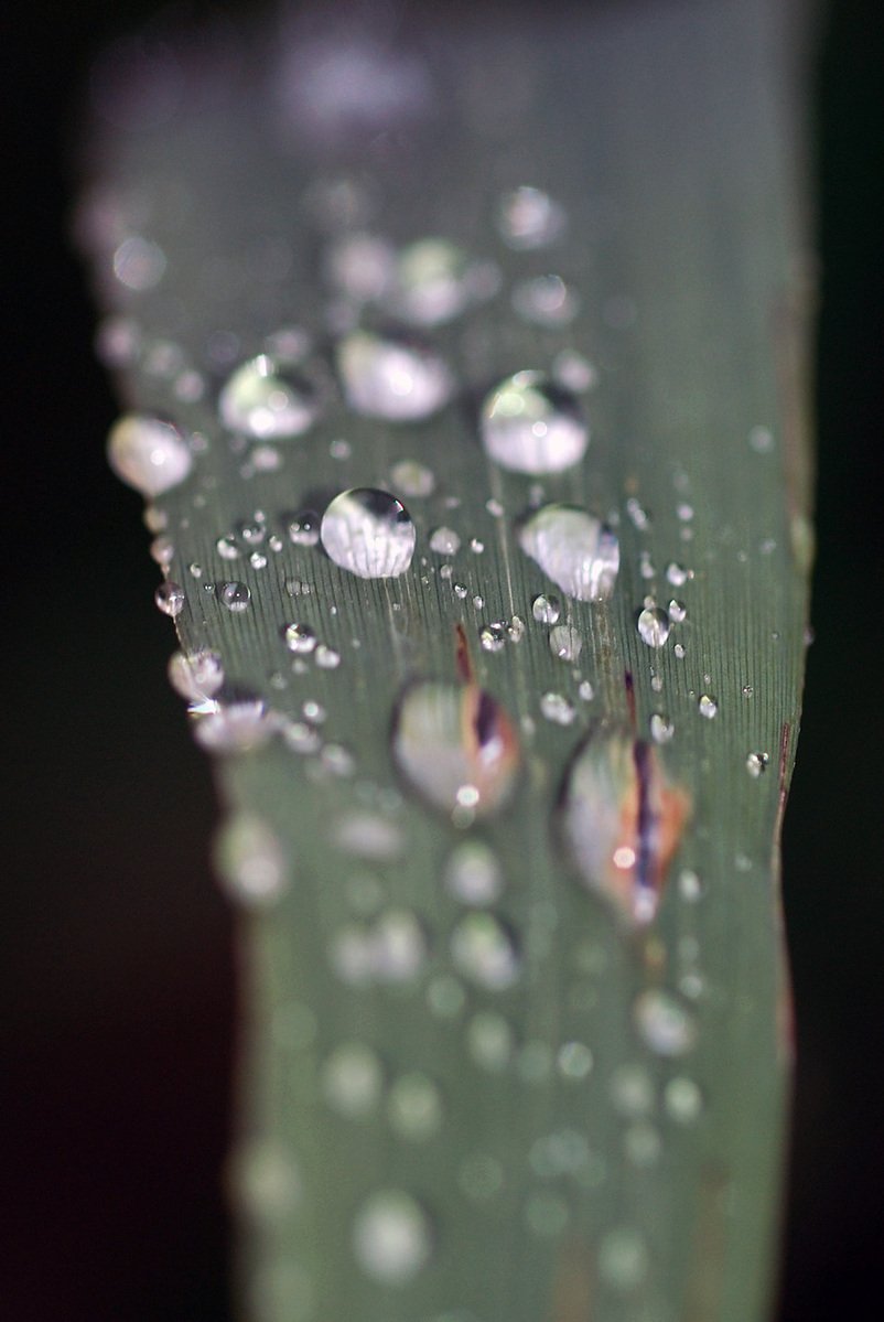 water drops are seen on a green leaf