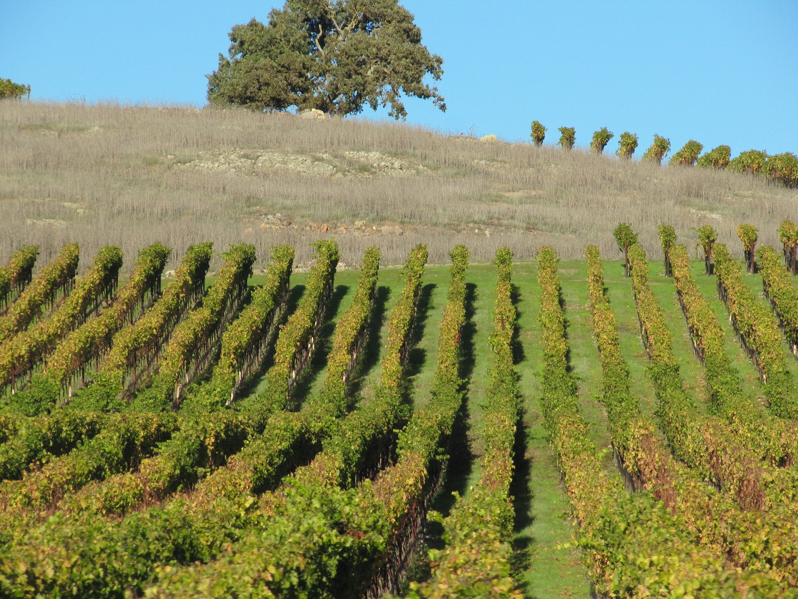 a hill with rows of trees near by