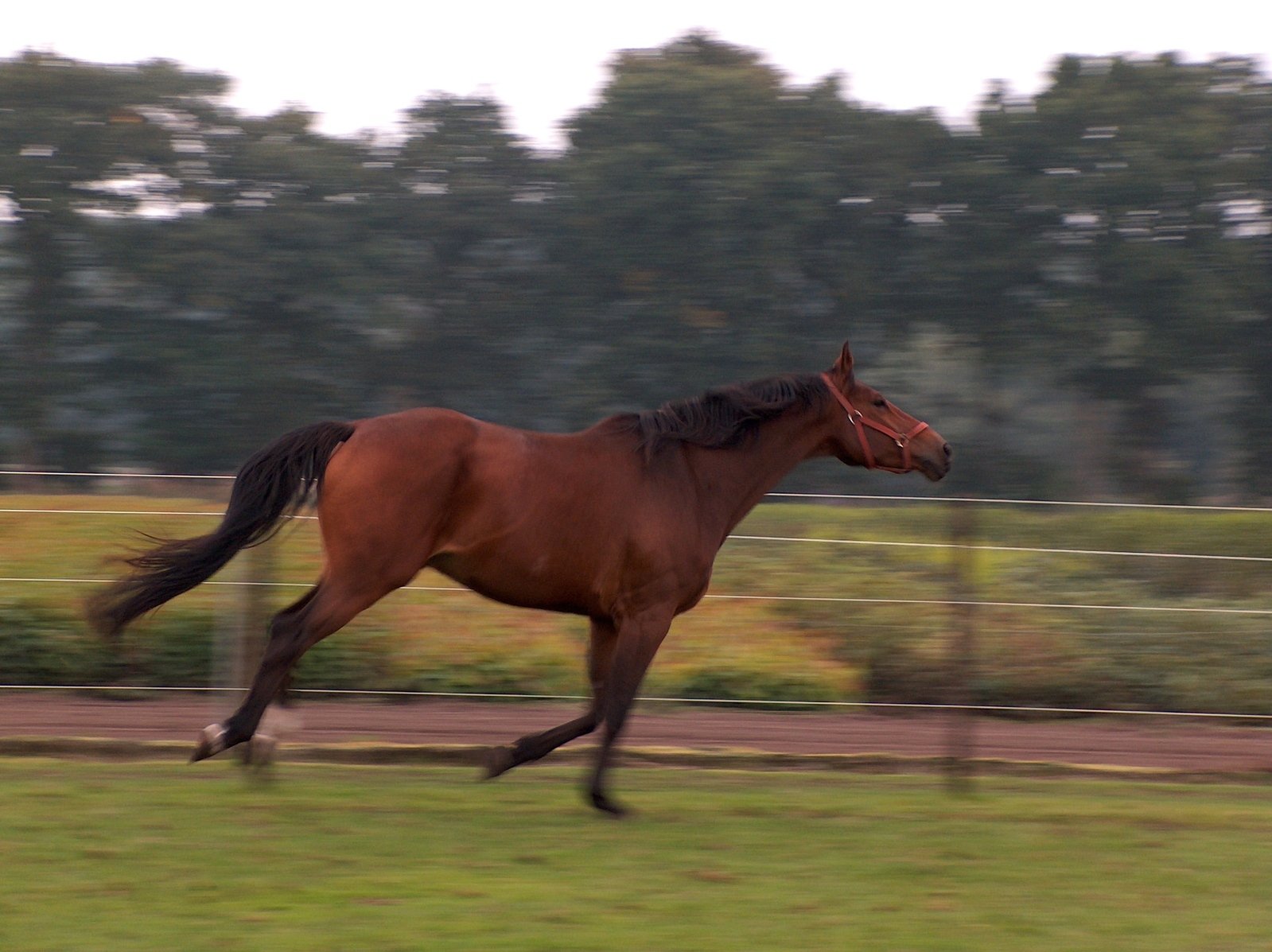 a brown horse runs along a grassy path