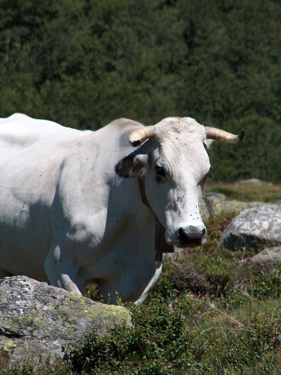 a big white bull standing in a rocky area