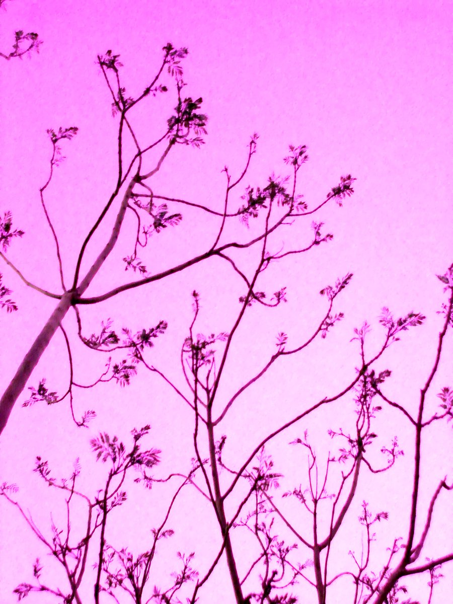 a tree that has some leaves against a pink sky