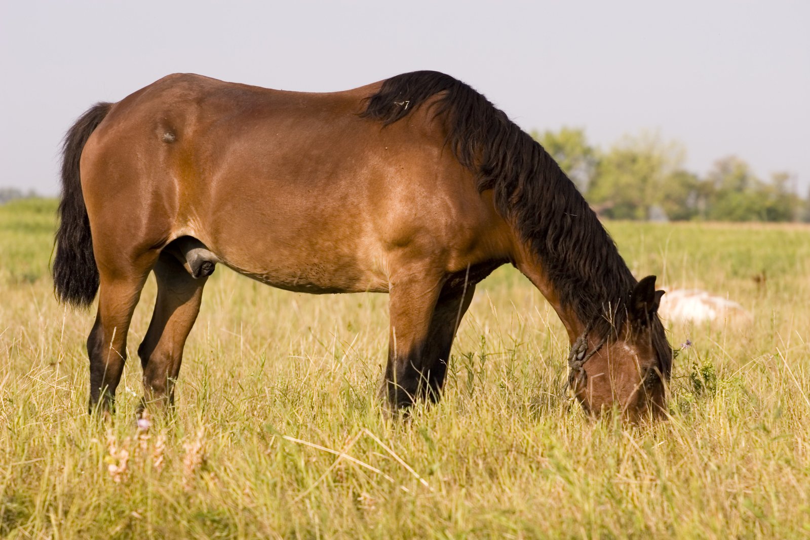 a horse eating grass in a field,