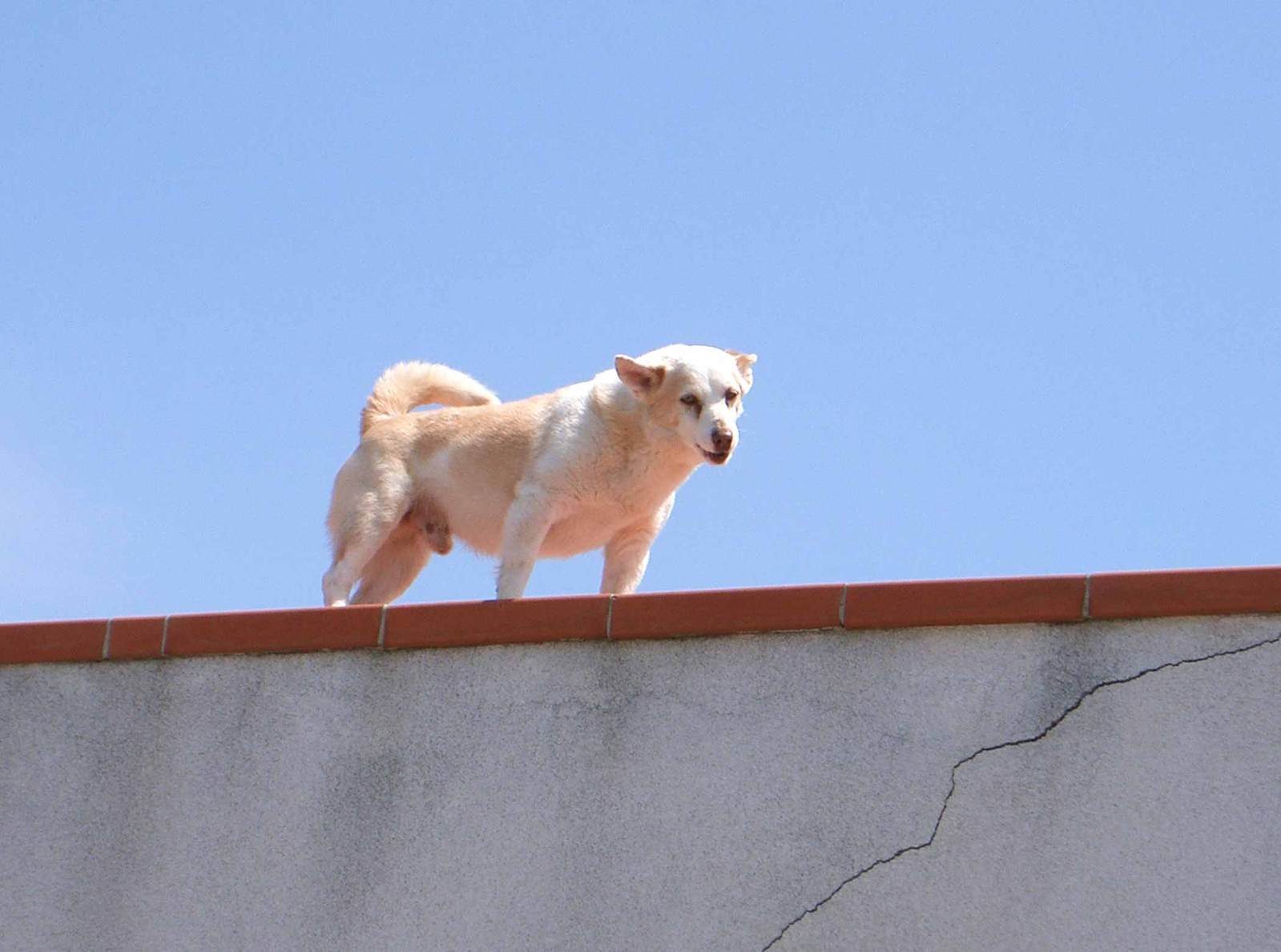 a dog is standing on top of a brick wall