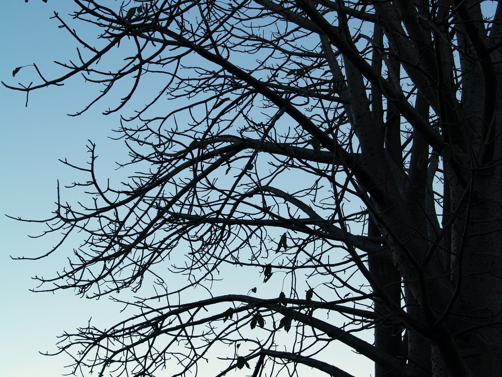 birds are perched on the nches of trees