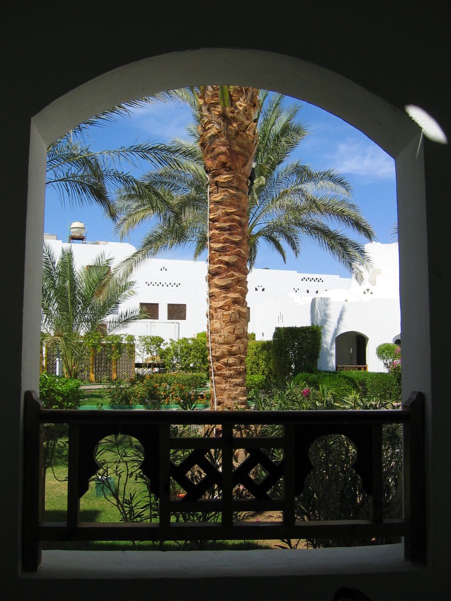 the palm tree outside of a window in the house