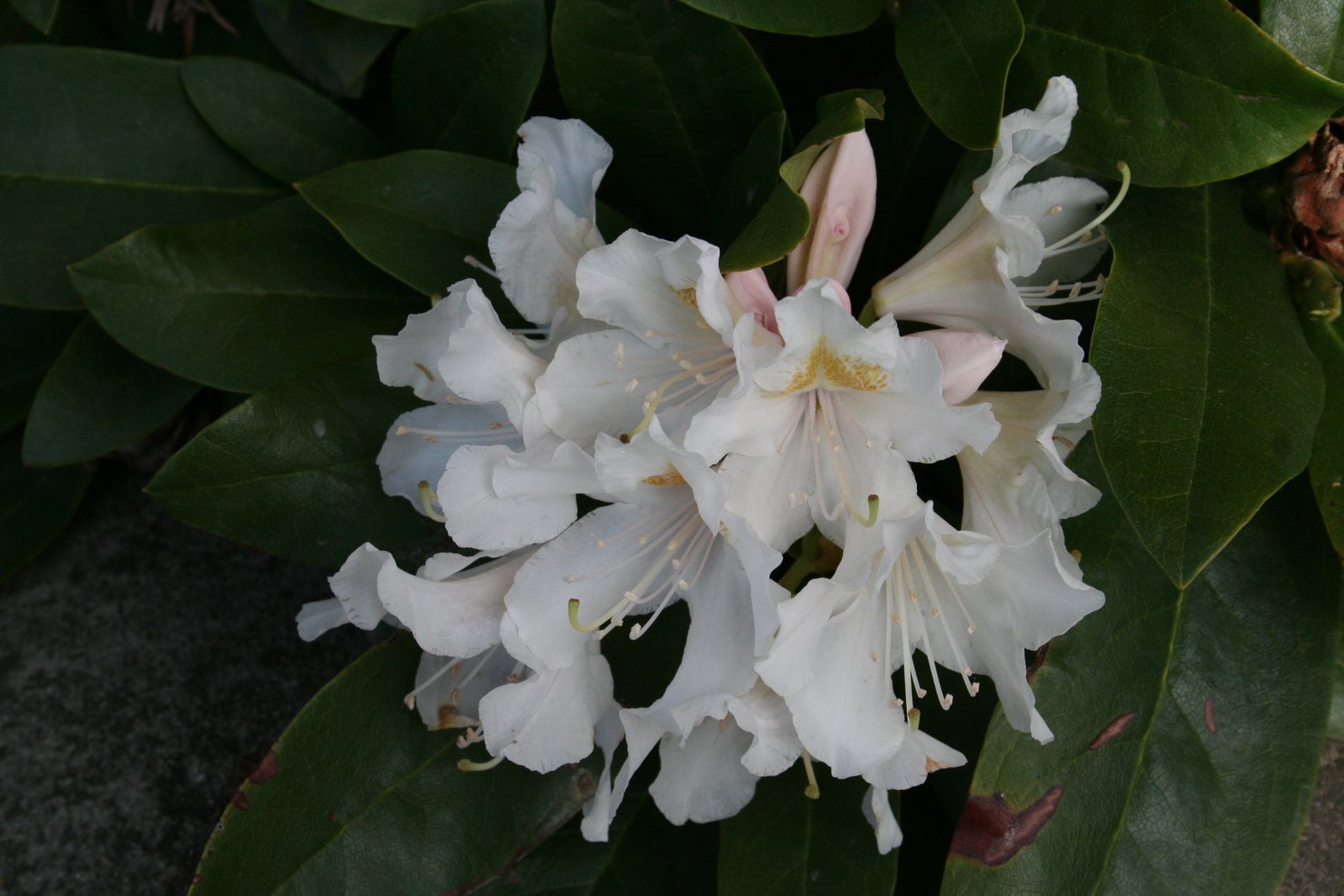 white flowers blooming on the side of a concrete wall