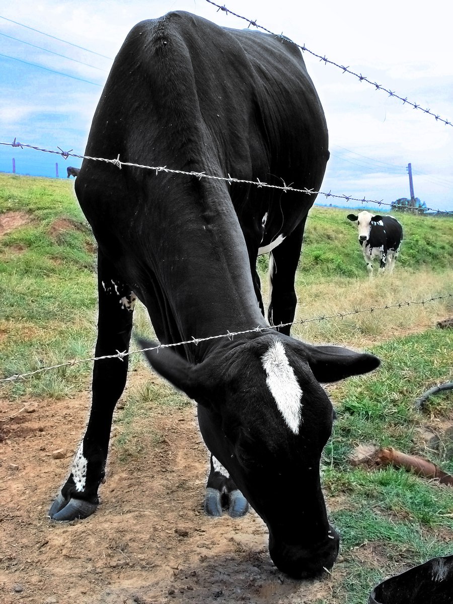 there is a black and white cow with its head over a barbed wire fence