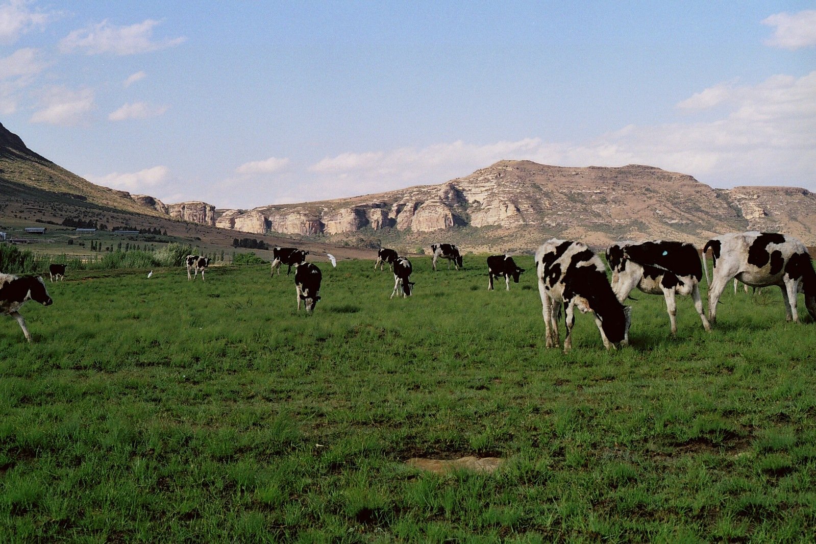 herd of cows grazing in the field at the bottom of a mountain range