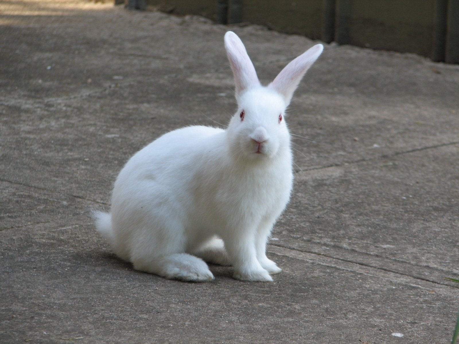 a white rabbit sitting on a cement area