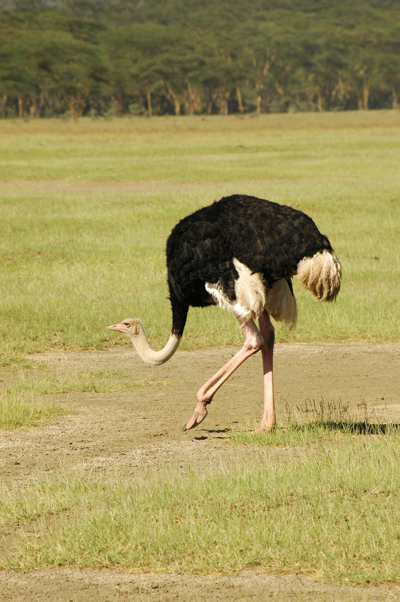 an ostrich has just come off of the ground