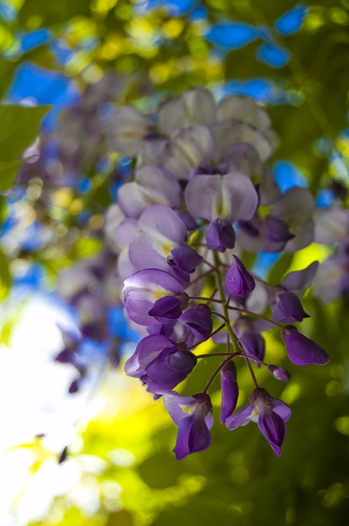 purple flowers are on the bush against a blue sky