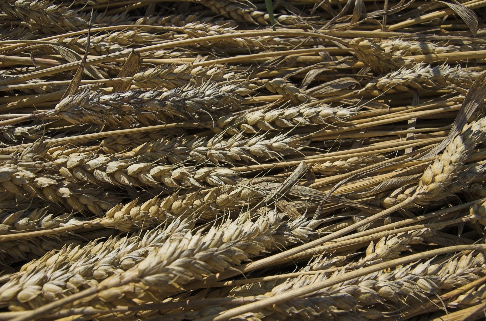 lots of wheat plants laying on the ground