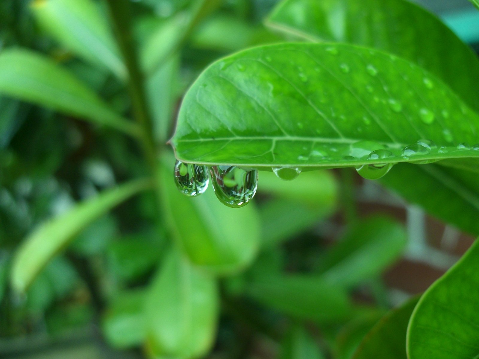 a water drop hanging from a leaf in front of a plant