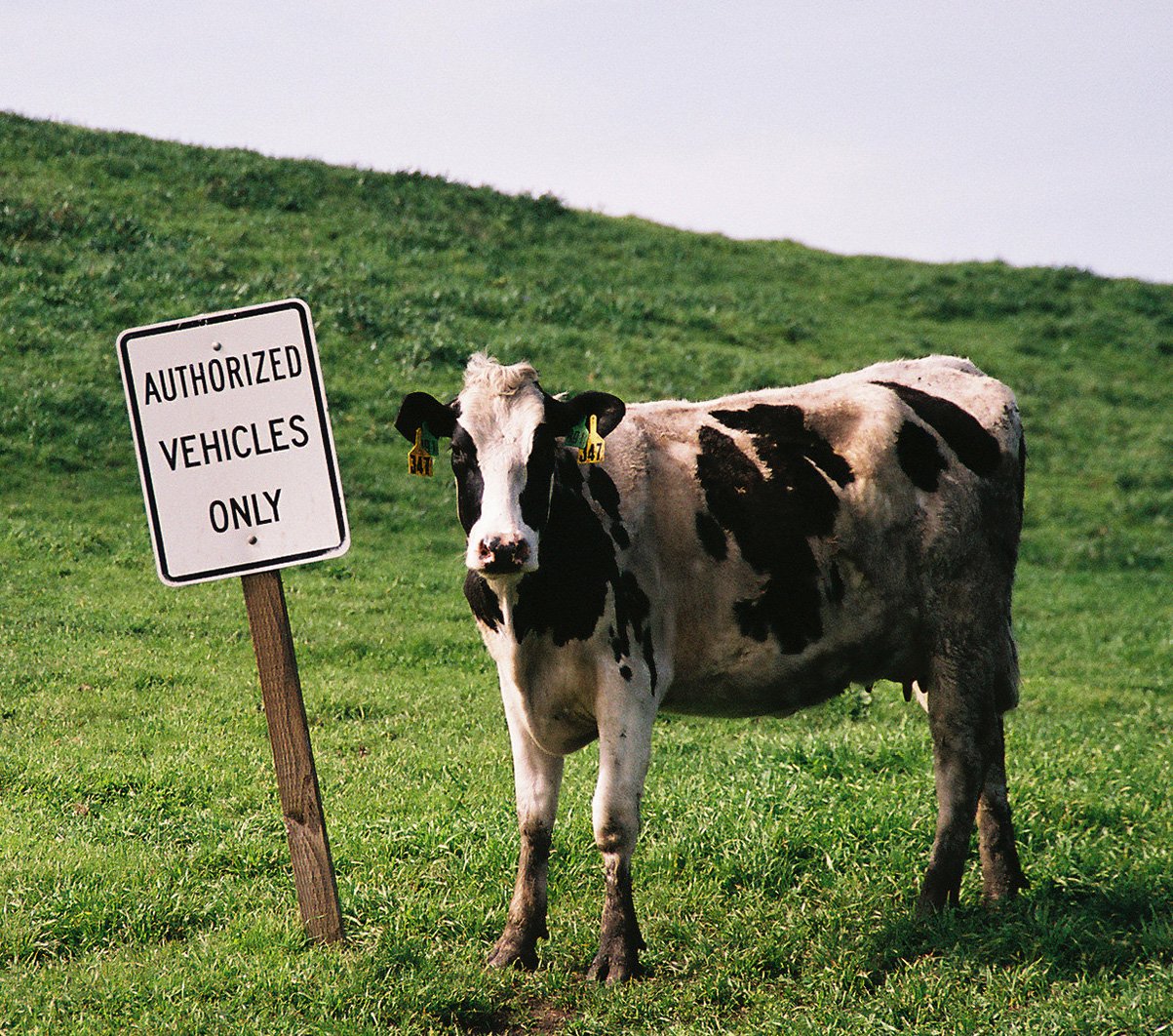 a cow standing in the grass next to a warning sign