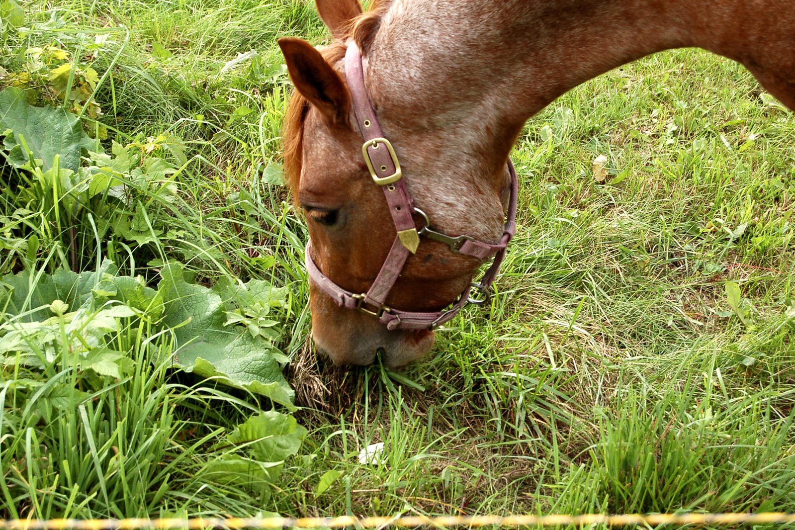 a horse standing in the middle of a field eating grass