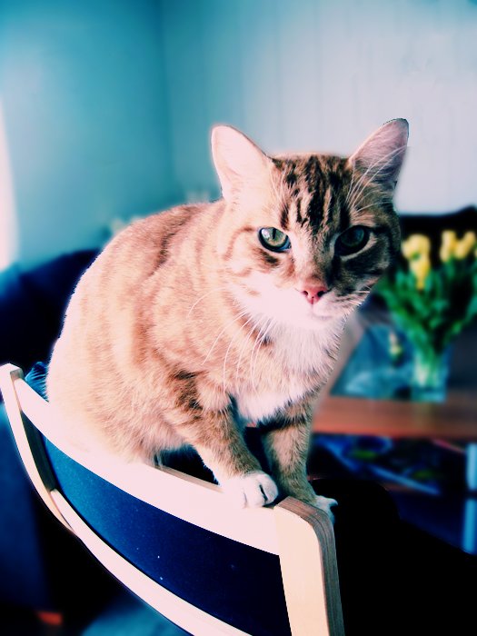 a cat sitting on top of a blue chair