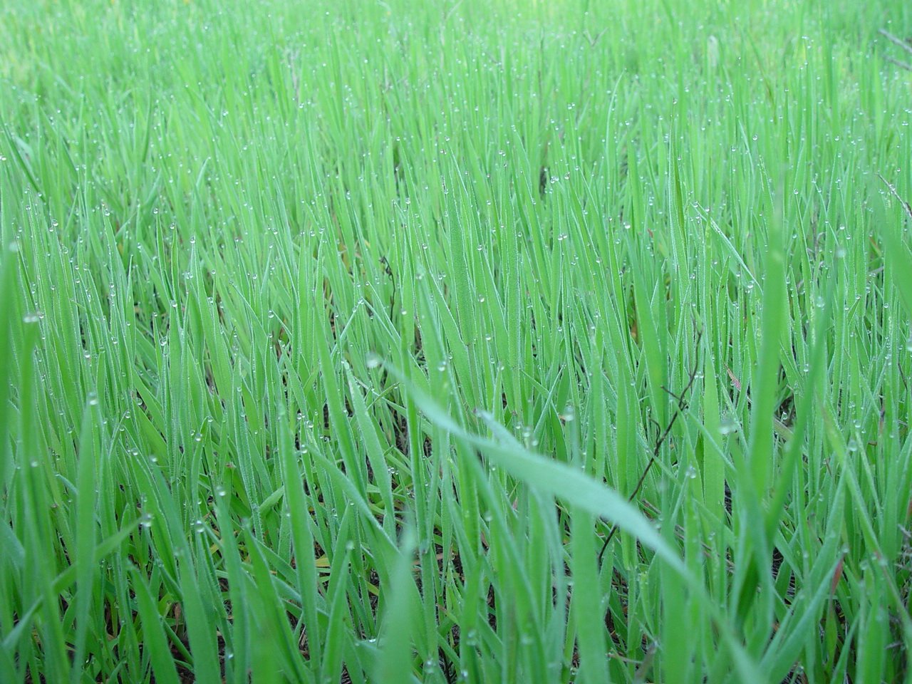 rain drops on some long grass