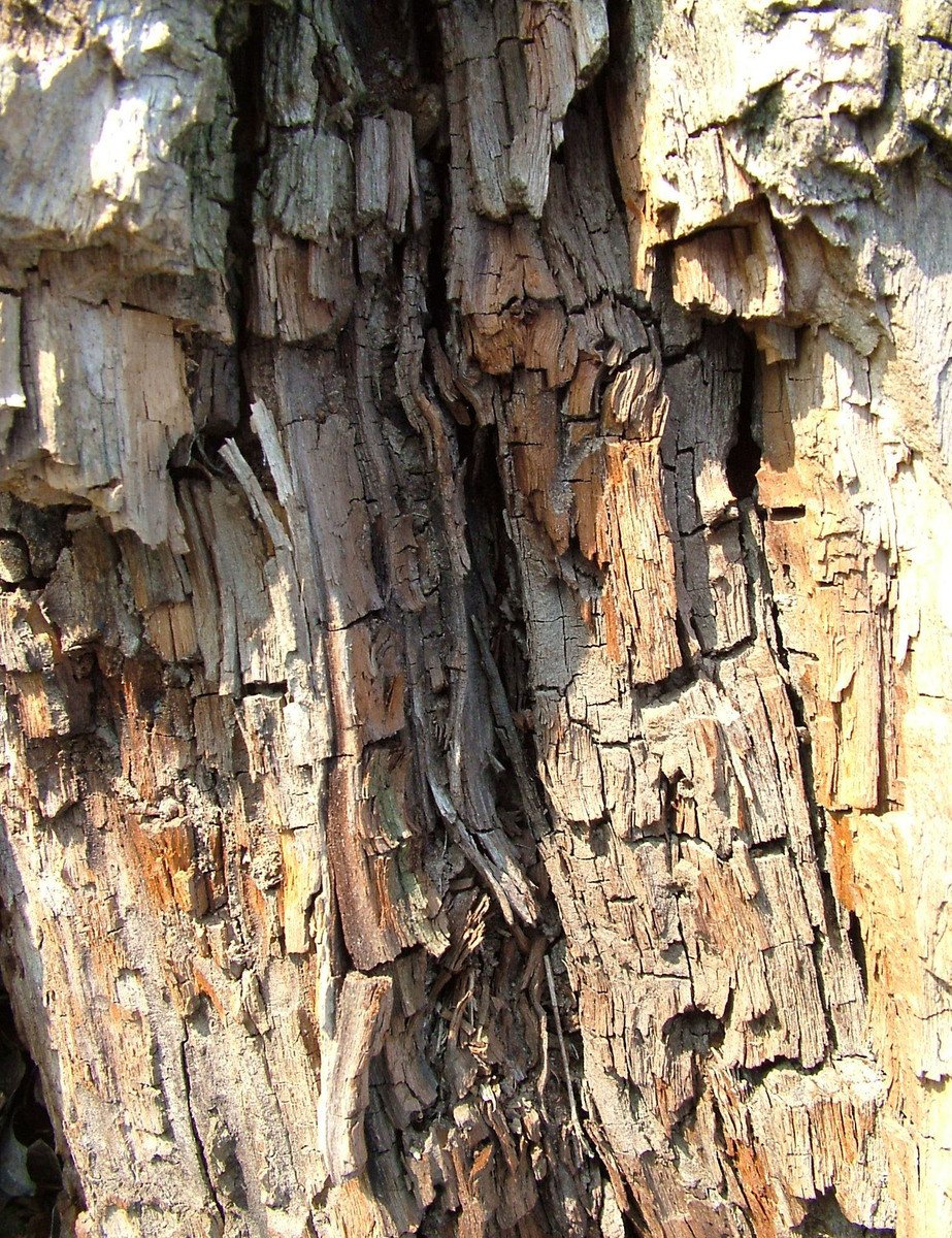 the bark and old growth of this tree