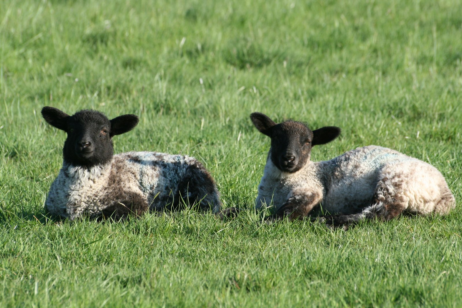 a pair of lambs laying in a grassy field