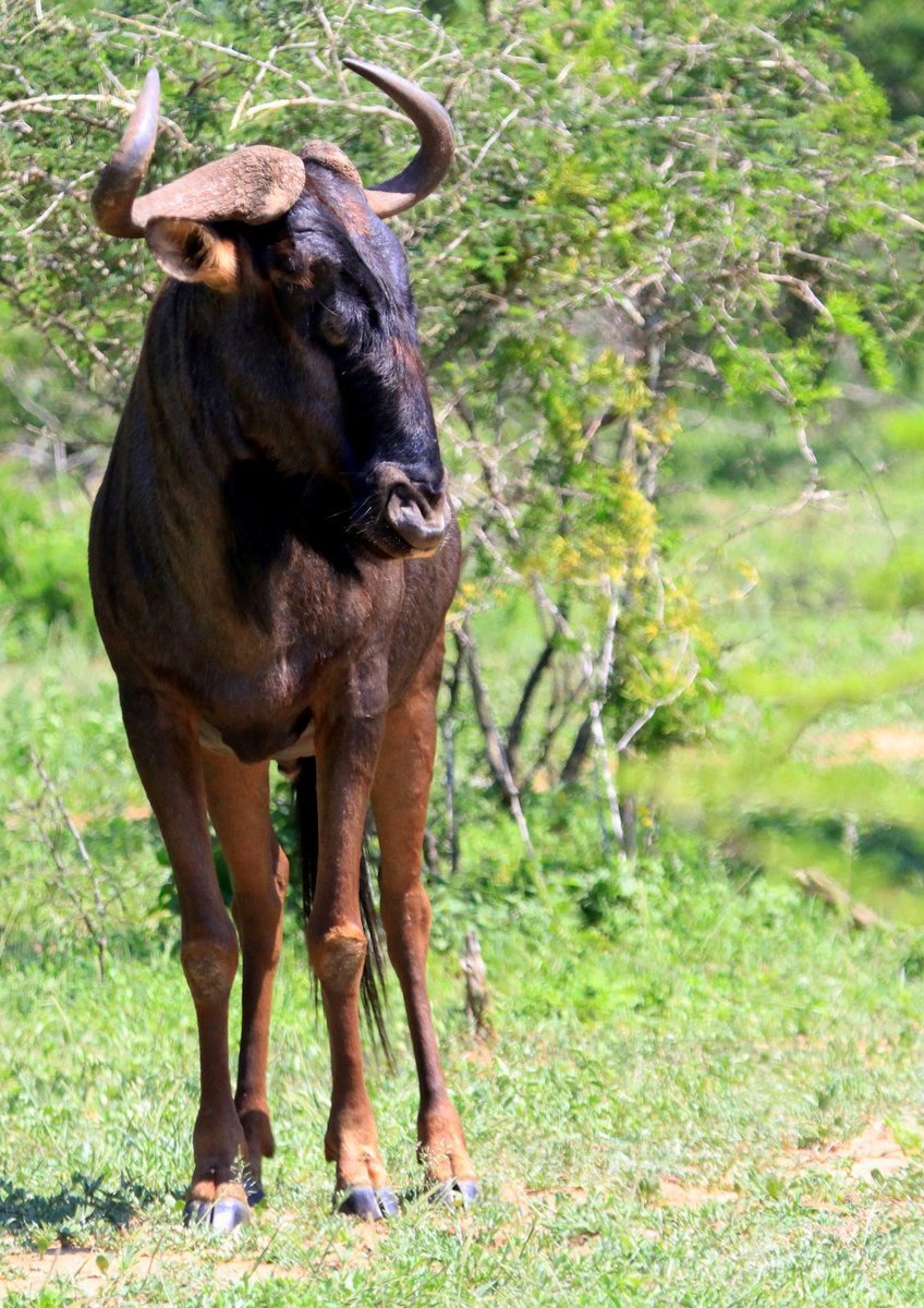 an adult steer with large horns standing in the grass
