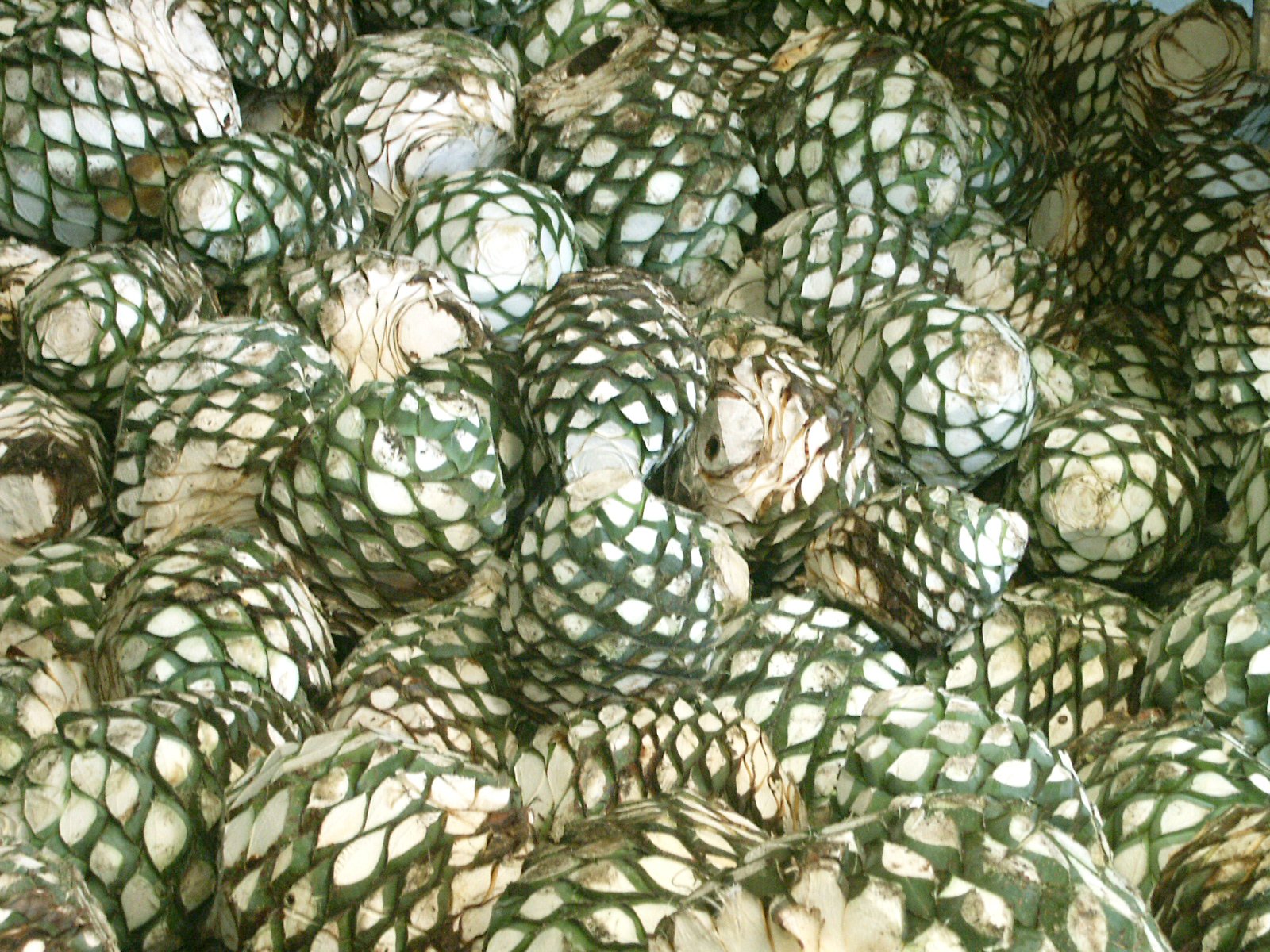 several large pieces of green and white net