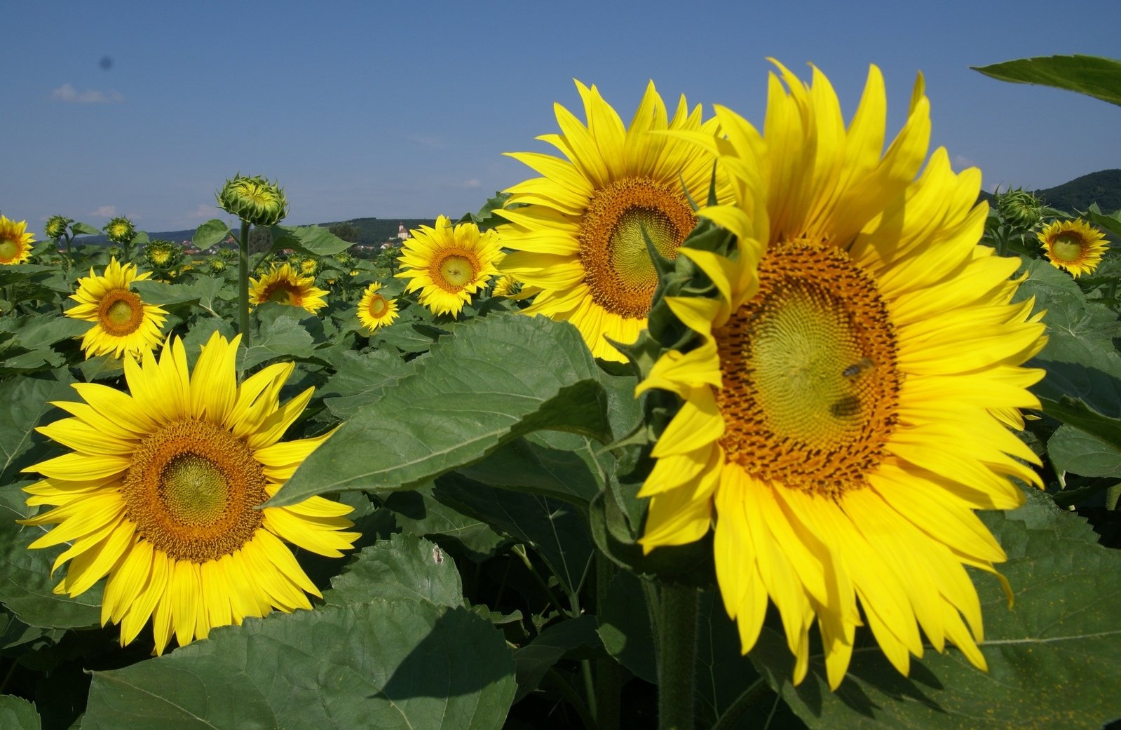 a large group of sunflowers in a large field
