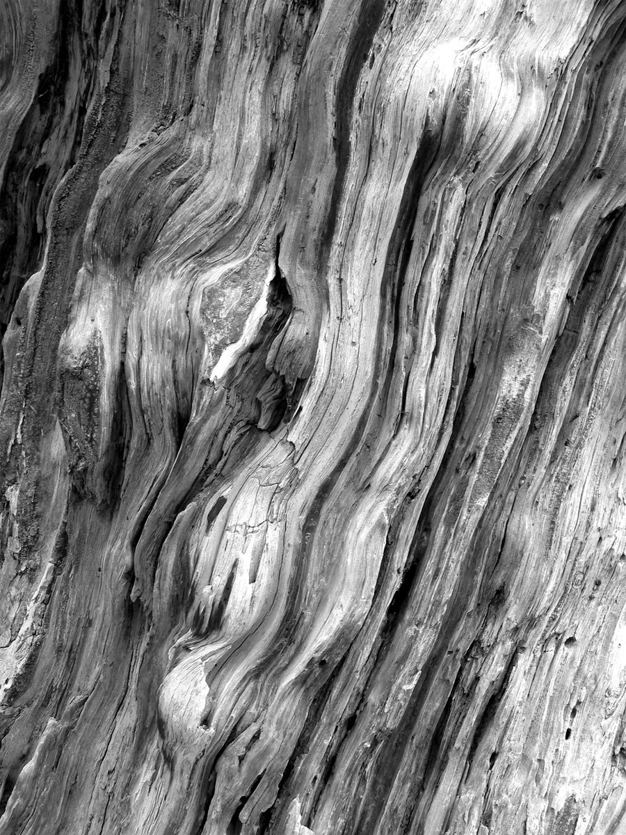 an abstract po of the bark of a tree