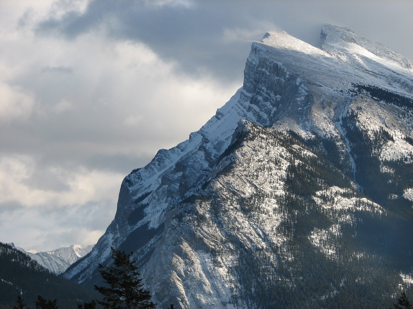 a snowy mountain with a large group of trees in front of it