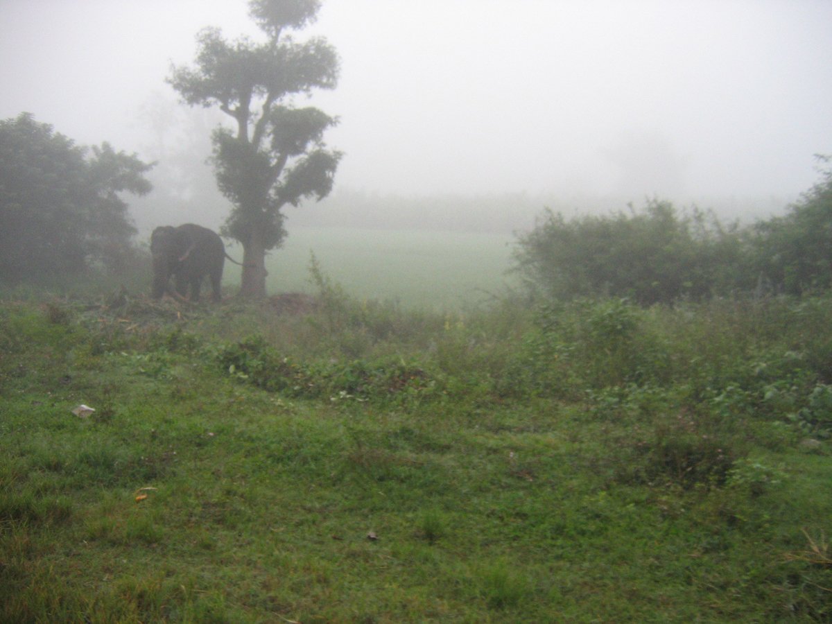 two animals standing in the grass under trees on a foggy day