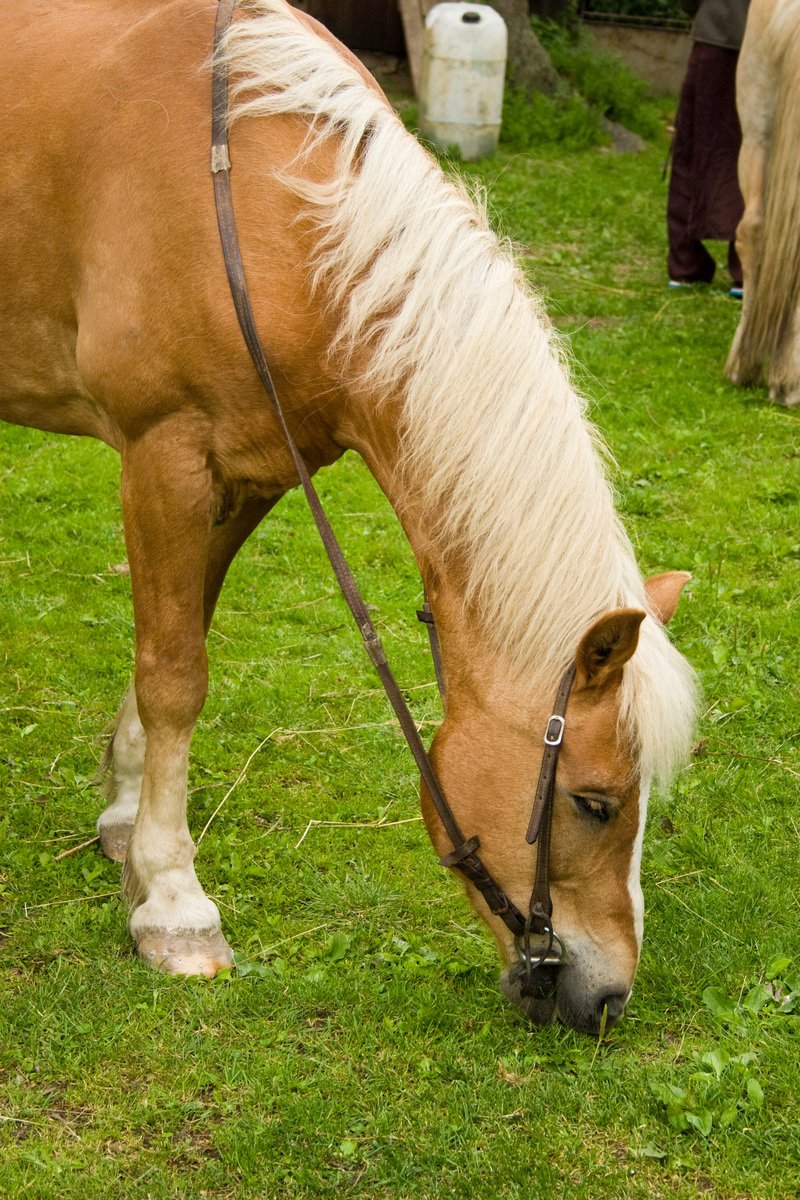 a horse grazing on some grass in the sun