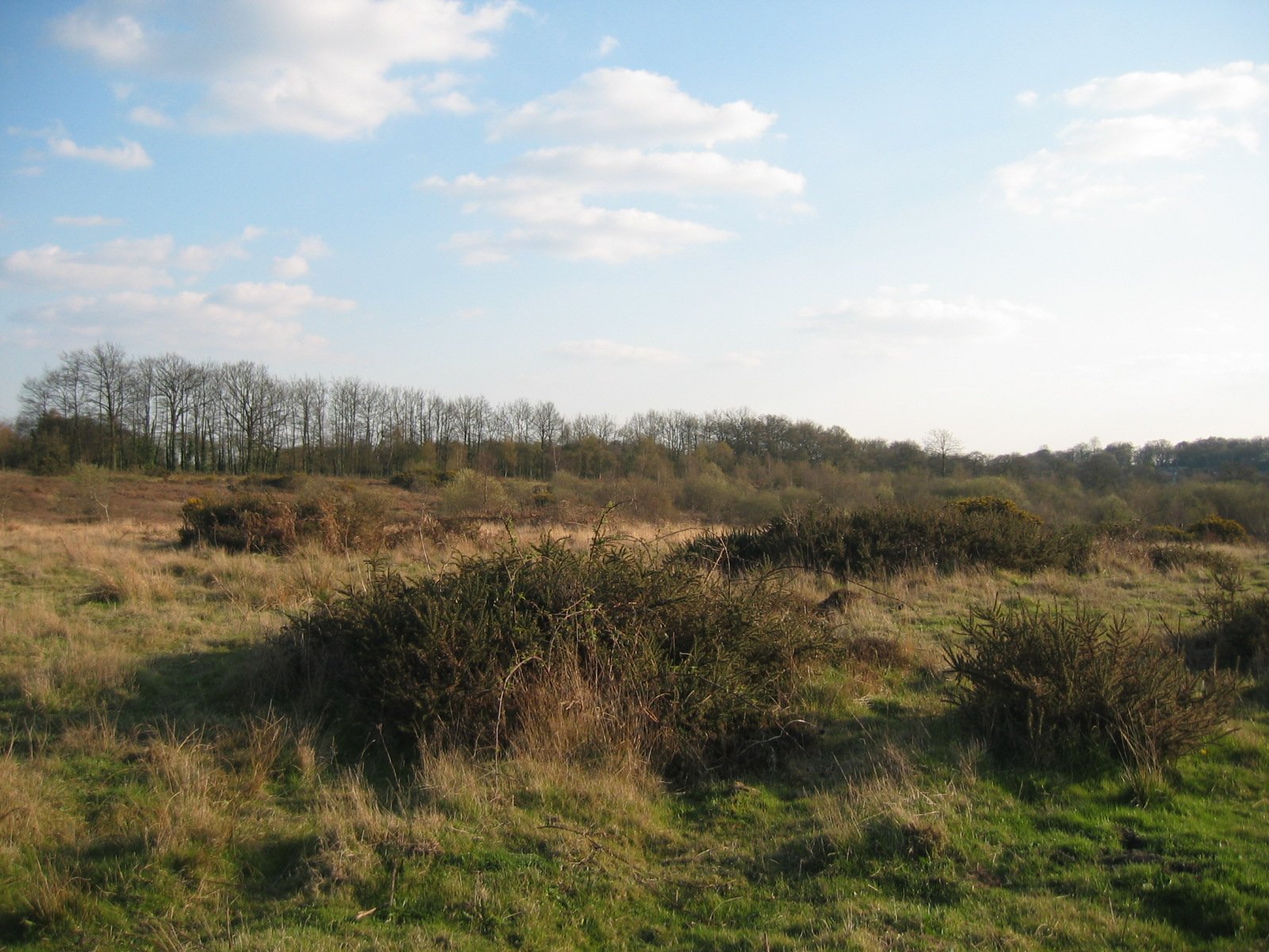 an open field with grass, bushes and trees in the distance